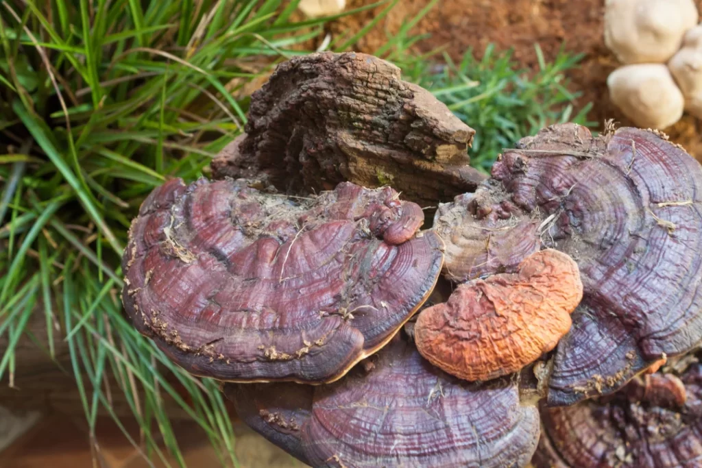 Fresh reishi mushroom for display.