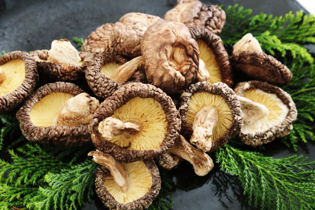 The Best Mushrooms For Gut Health/5 Top Supplements Reviewed