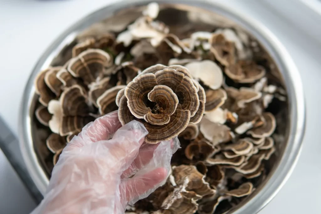 human hand holding turkey tail mushrooms