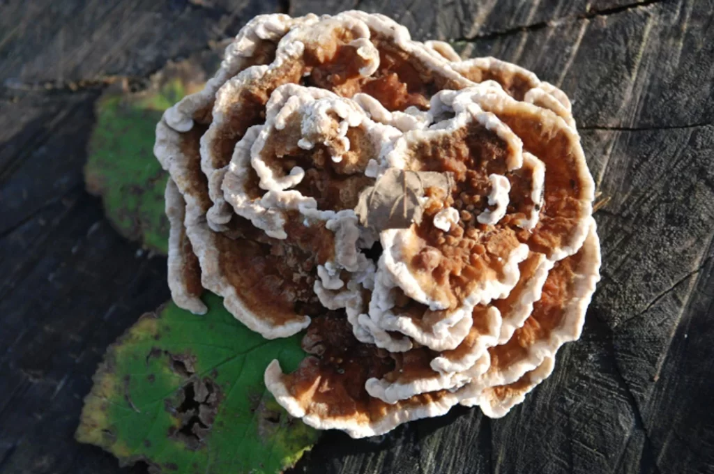 Turkey tail mushrooms in the forest. 