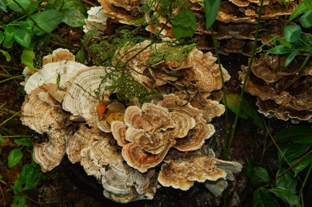 Organic Turkey tail mushrooms in the forest. 