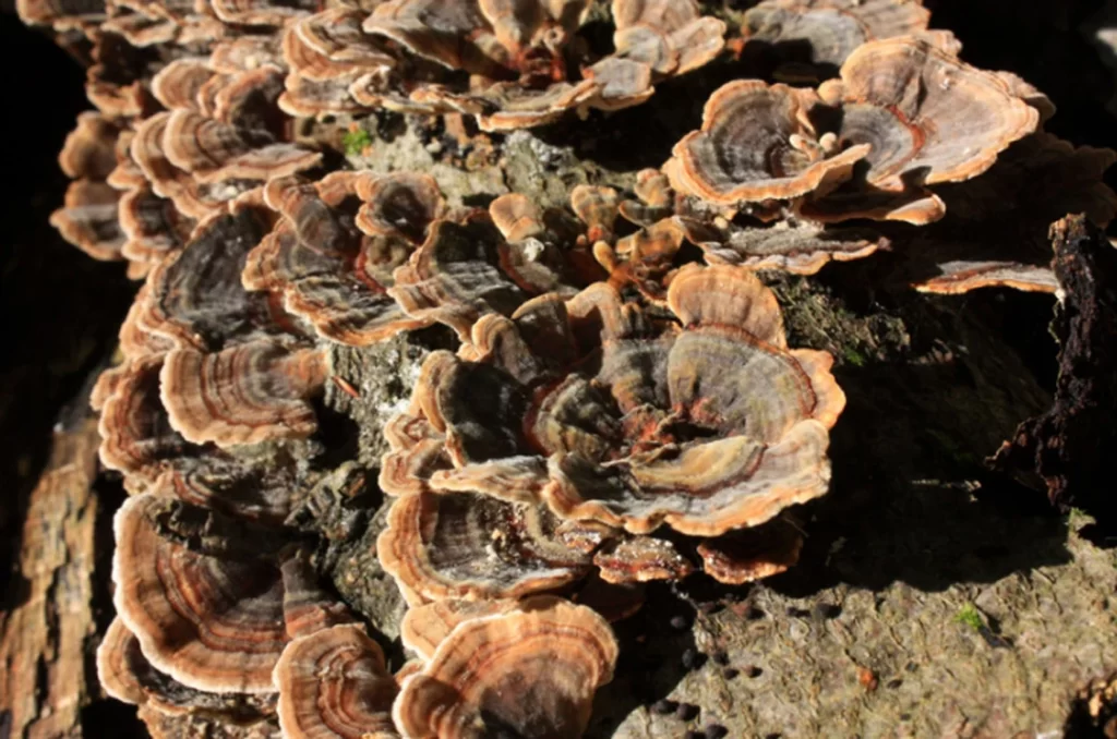 Best Organic Turkey tail mushrooms in the forest. 