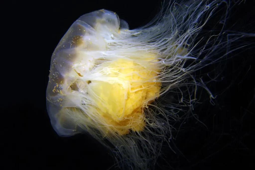 lion's mane jellyfish mushrooms for focus