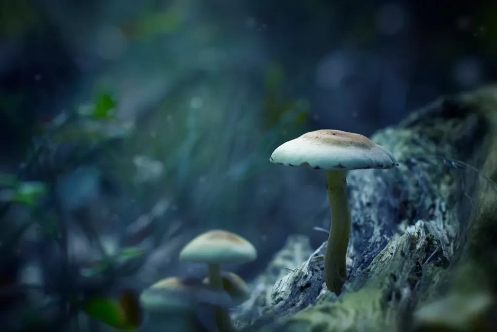 rare organic pure mushrooms for brain health