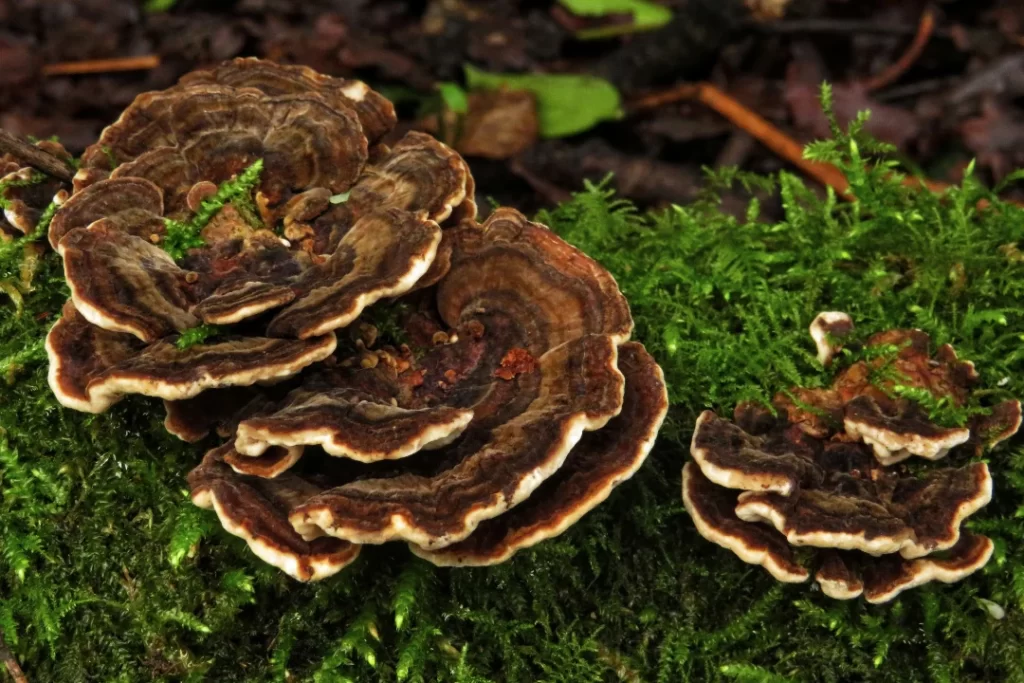 Pure and Organic Turkey tail mushrooms in the forest. 