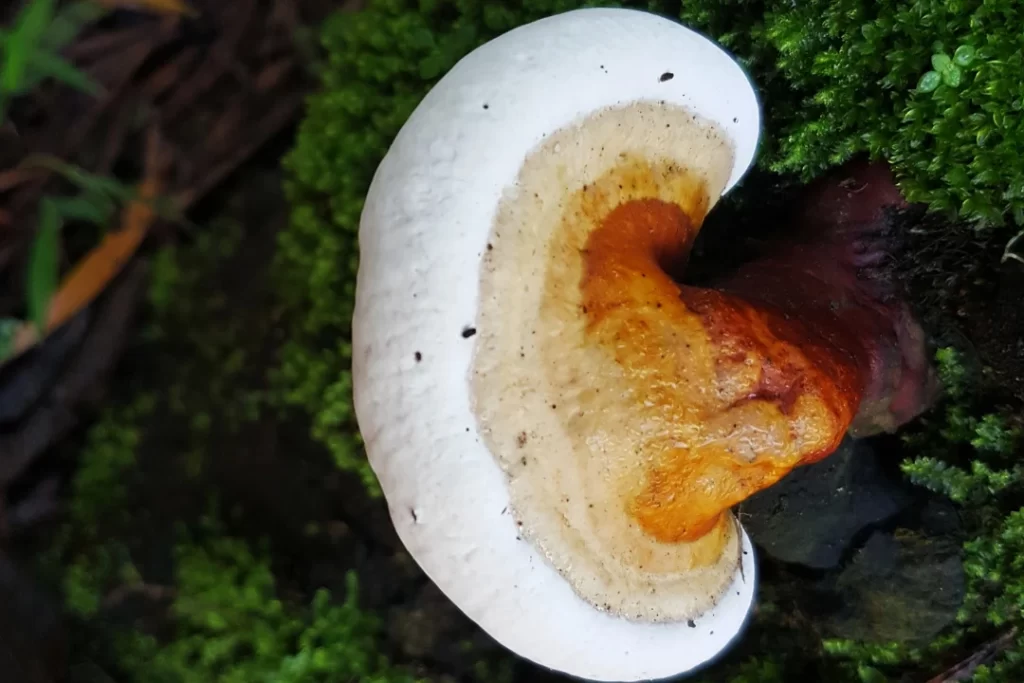 Fresh Reishi Mushroom. 