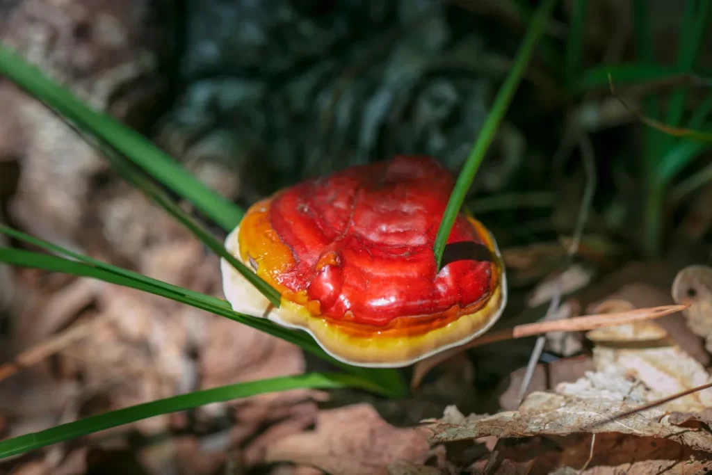 Fresh and Organic medicinal mushrooms for anxiety