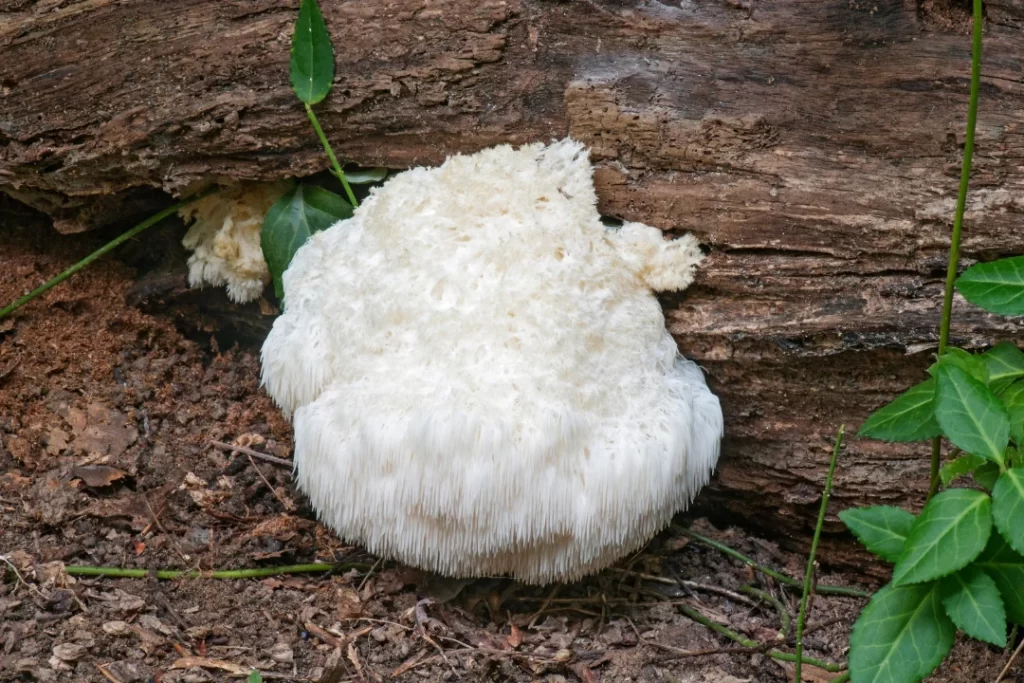 Lion's mane mushroom