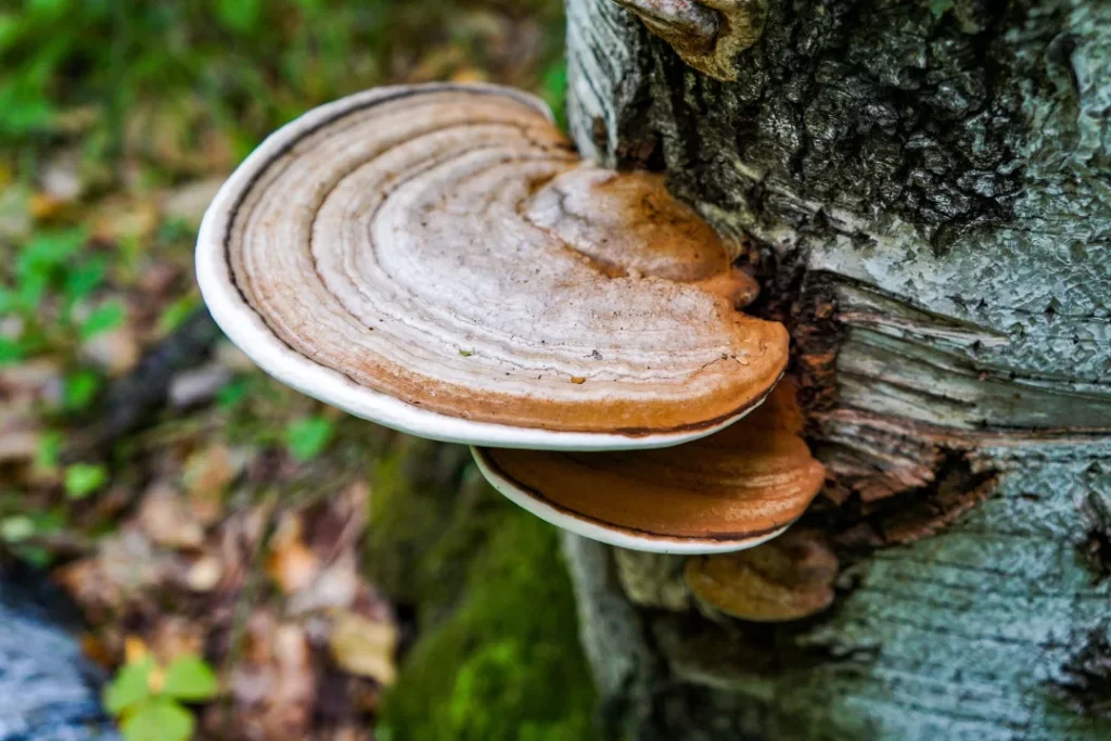 chaga growing in the forest.