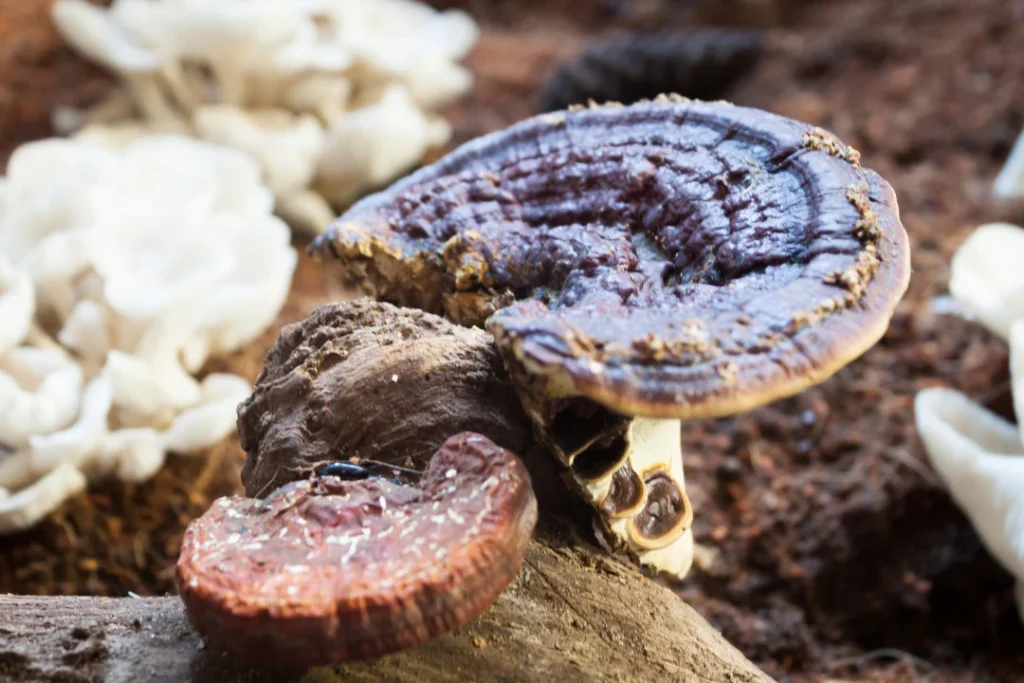 Fresh Reishi Mushroom