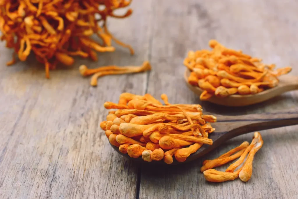 Cordyceps mushrooms in wooden spoon ready for cordyceps powder. 