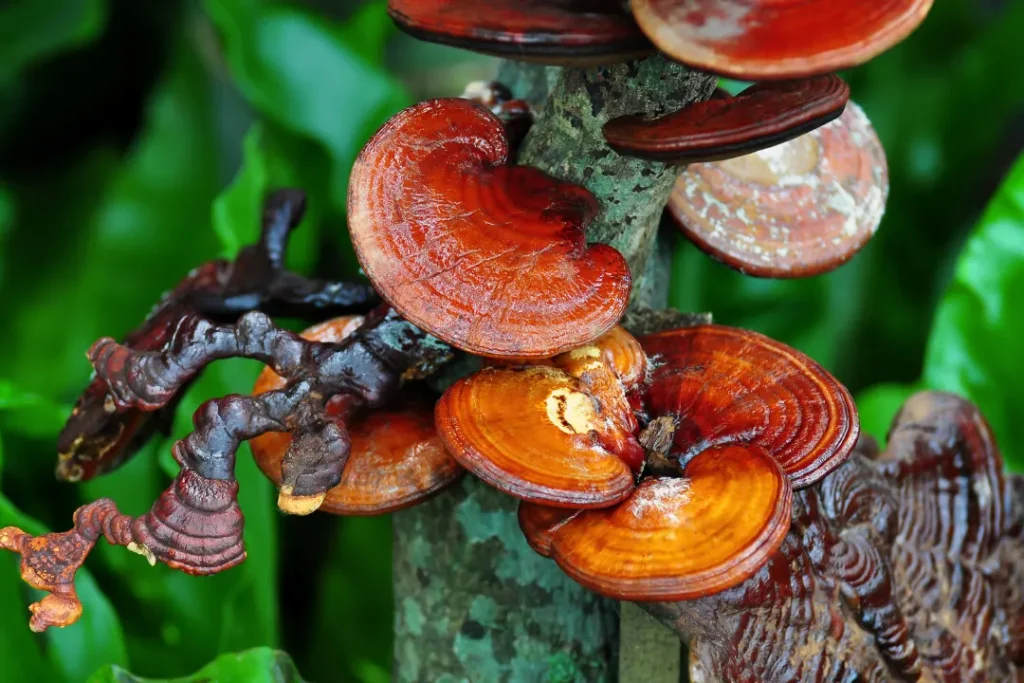 Reishi (Ganoderma lucidum) in dark forest. 