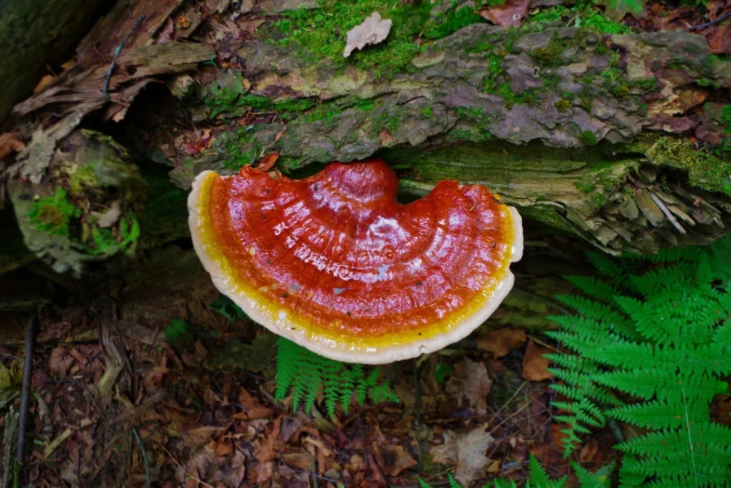 reishi mushroom growing in forest.