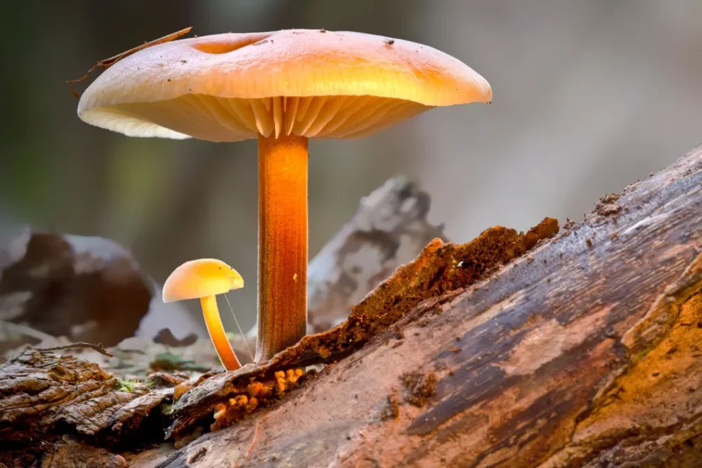 close up shoot of mushroom 
turkey tail mushroom capsules