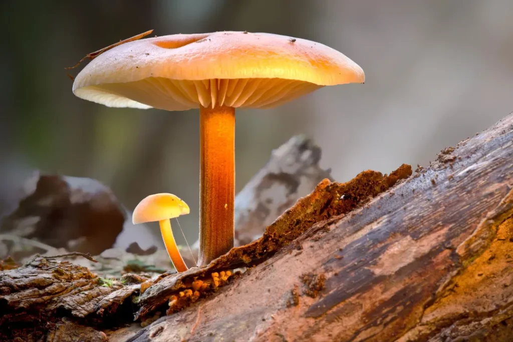 mushrooms closeup shoot
benefits of functional mushrooms