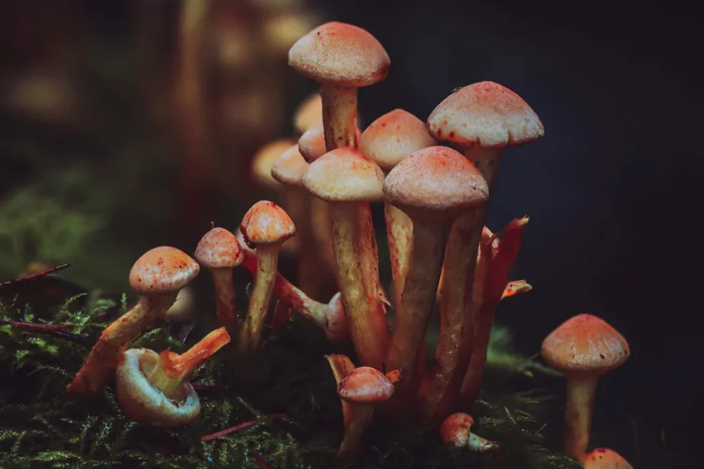 Mushrooms. 