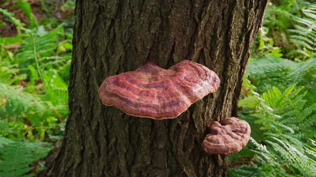 Reishi mushroom.