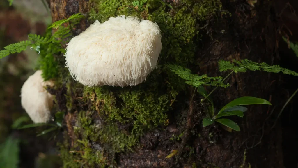 Lion’s Mane Mushroom.