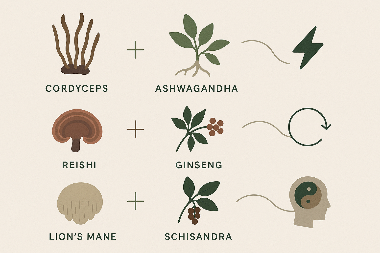 Infographic showing synergistic pairings of the best herbs for muscle strength, including Cordyceps with Ashwagandha, Reishi with Ginseng, and Lion’s Mane with Schisandra, connected to icons symbolizing energy, endurance, and recovery benefits