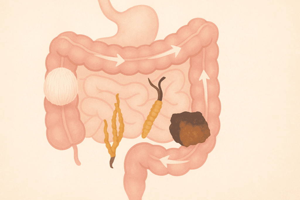 Illustration of a healthy digestive tract with arrows showing smooth bowel flow, supported by mushroom supplements for gut health like lion’s mane, cordyceps, and chaga.