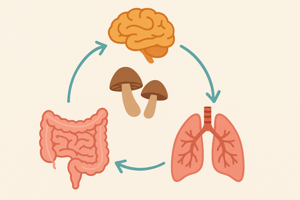 Triad diagram of the gut, lungs, and brain connected by arrows, with mushrooms for lung health at the center influencing all three systems.